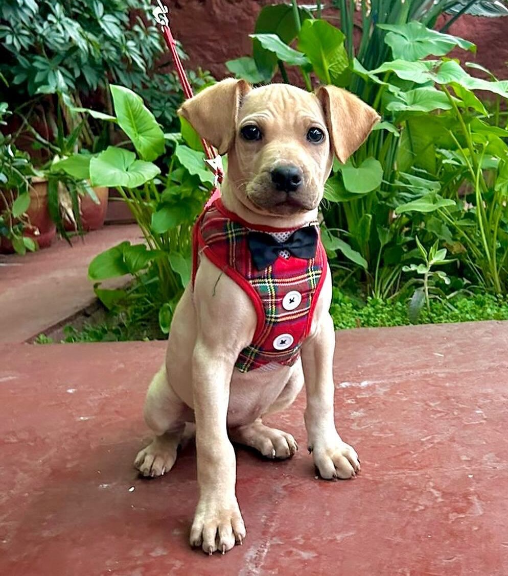 eltuitdemarsh's tweet photo. Bello Obi en busca de familia. Tiene 3 meses. Será de tamaño mediano. Se encuentra desparasitado y con dos dosis de octuple. Es muy regalón y juguetón. Se lleva bien con otros perritos. Si deseas adoptarlo, contacta al +56942200741. Favor RT!
#Santiago https://t.co/L4Q9H2KPzc