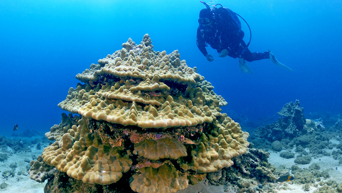 University of Hawaii at Manoa (@uhmanoa) on Twitter photo A new study by <a href="/himb_soest/">Hawai‘i Institute of Marine Biology</a> reveals that the eight most common coral species around the islands can adapt to ocean warming and acidification, provided carbon emissions are reduced ➡️ bit.ly/3BoExMM #UHMResearch A new study by <a href="/himb_soest/">Hawai‘i Institute of Marine Biology</a> reveals that the eight most common coral species around the islands can adapt to ocean warming and acidification, provided carbon emissions are reduced ➡️ bit.ly/3BoExMM #UHMResearch