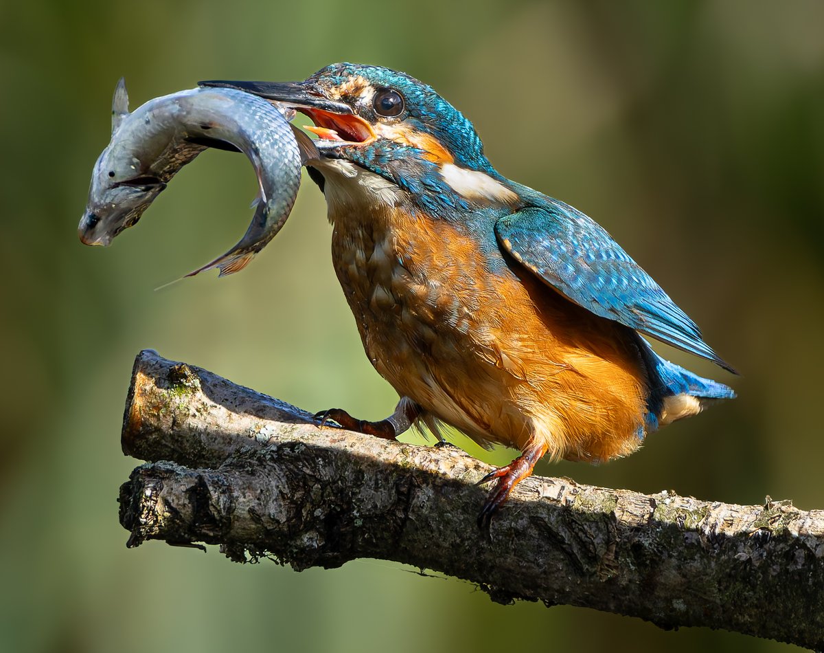 Kingfisher with roach at Titchfield Haven today.
