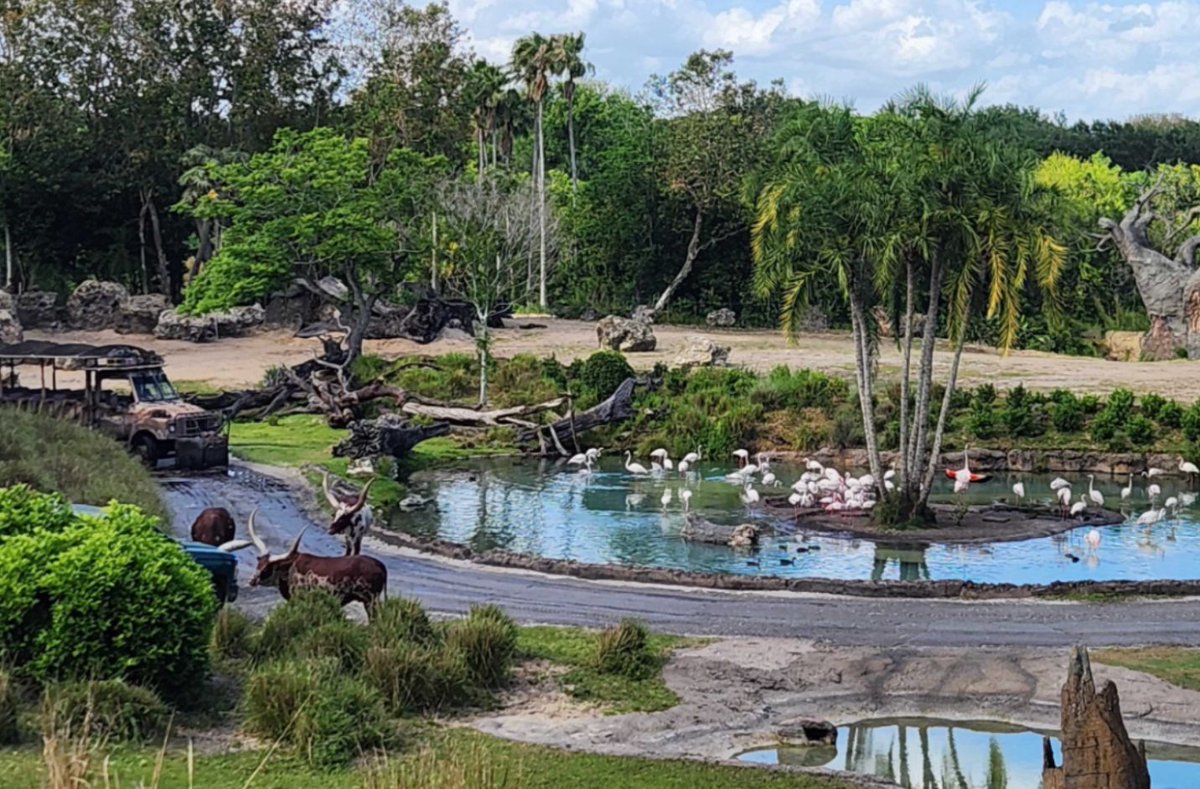 The following tours, Savor the Savanna, Up Close with Rhinos, Walking with Giants, and Wild Africa Trek, were canceled today due to Hurricane Helene. #HurricaneHelene #DisneyWorldTours #WaltDisneyWorld #theunofficialguide #theUGSeries