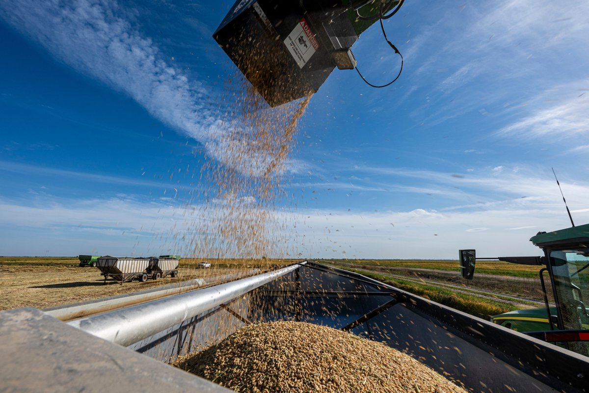 CA Rice Commission tweet media