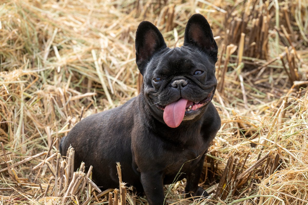 CA Rice Commission tweet media