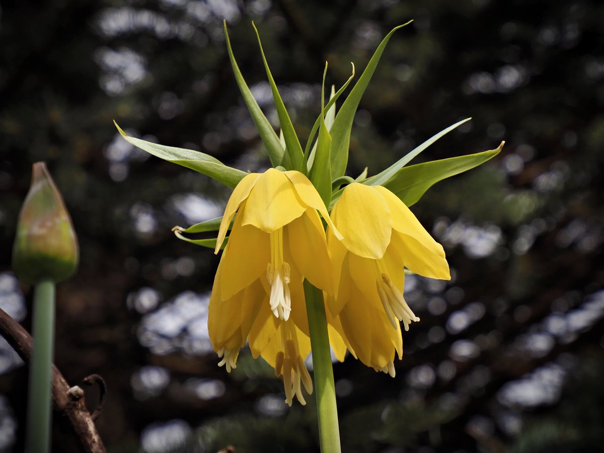 PEKHTography's tweet photo. #Lutea #Yellow #Crown #Imperial #royalty #blooms #beauty #Golden #Regality #Spring #Renewal #Enchanting #elegance #flower #Nature https://t.co/q59gCwEhR9