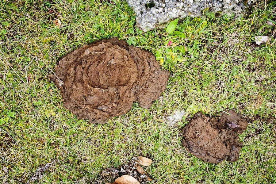 Consell de #boncatala del 26 de setembre:

Un pilot d'excrements de bou o vaca (o bèstia grossa) s'anomena BUINA, PALTER o PASTERADA. Compte amb els que ens trobem caminant per la muntanya.

Hi ha també TOVA i TIFA, que es poden aplicar als de qualsevol animal.

Feu-ho córrer!