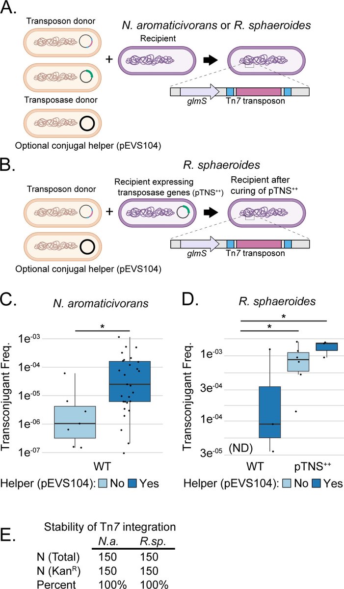 AppEnvMicro's tweet photo. New in @AppEnvMicro | Alphaproteobacteria like Novosphingobium aromaticivorans show promise as organisms that can be engineered to convert extracted plant lignin or sugars into bioproducts and biofuels. 🏭🦠 #bioeconomy @anroarty 

Read the article (free): https://t.co/T9sLFYovhD https://t.co/uM7uYNG4Uq