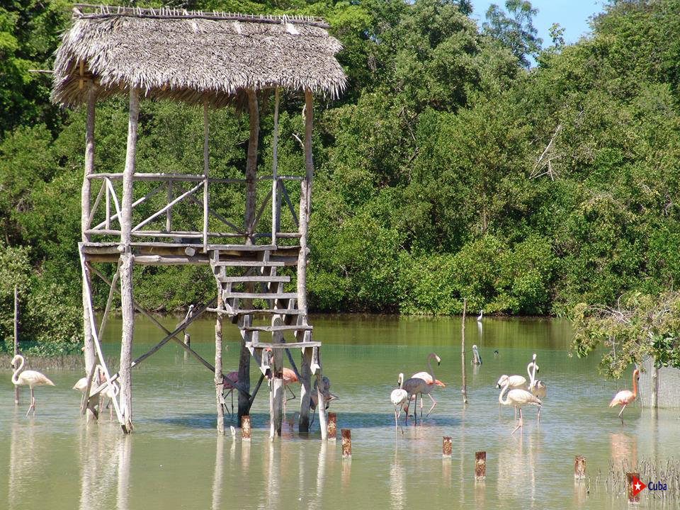 Rocazul Biopark is a natural park located in the province of #Holguín, an incredible place to enjoy the flora and fauna in an environment of total security.

#CubaUnica 
#TravelToCuba <a href="/Cubatravel_es/">Cuba Travel</a>