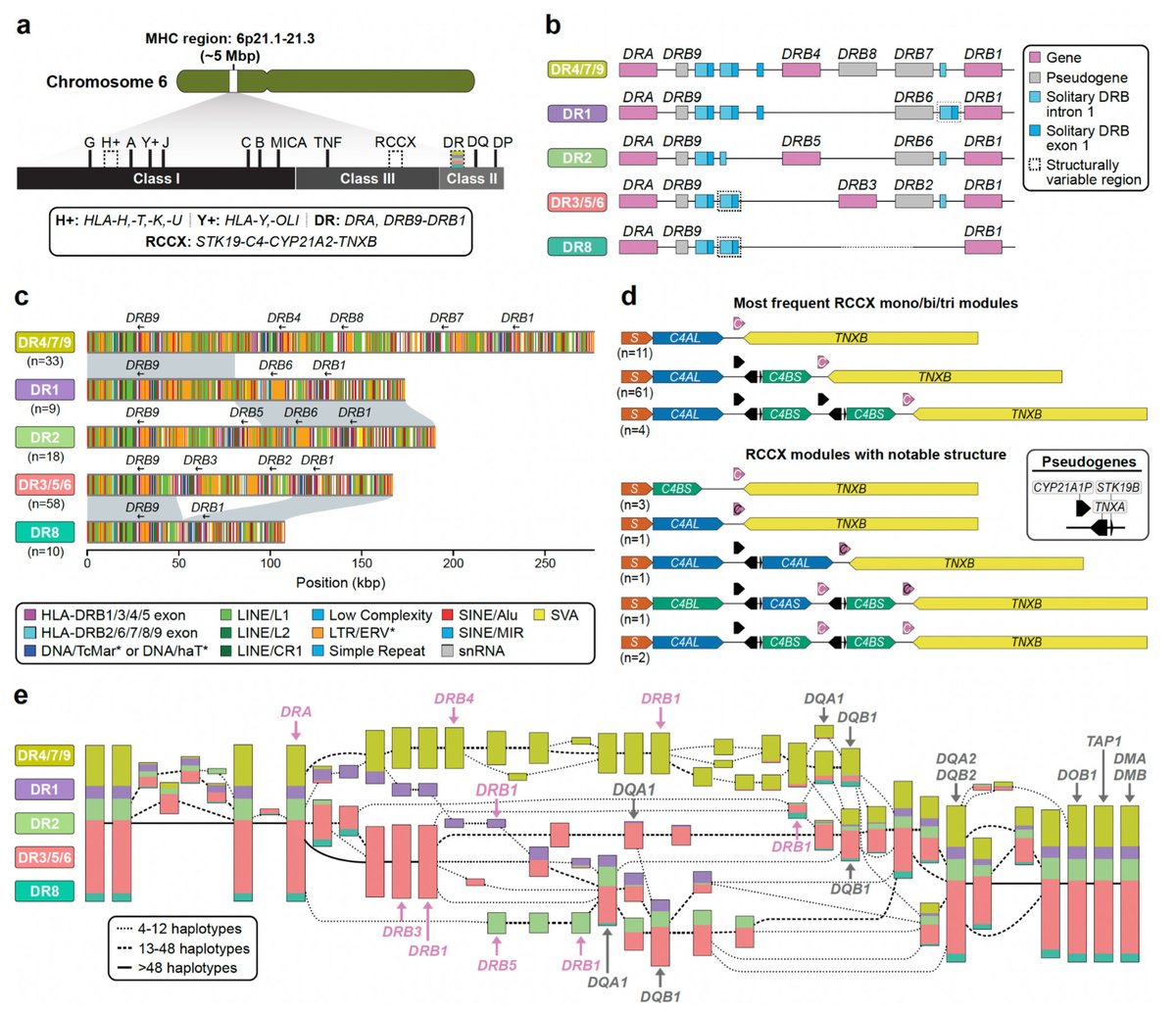 Complex genetic variation in nearly complete human genomes biorxiv.org/content/10.110…