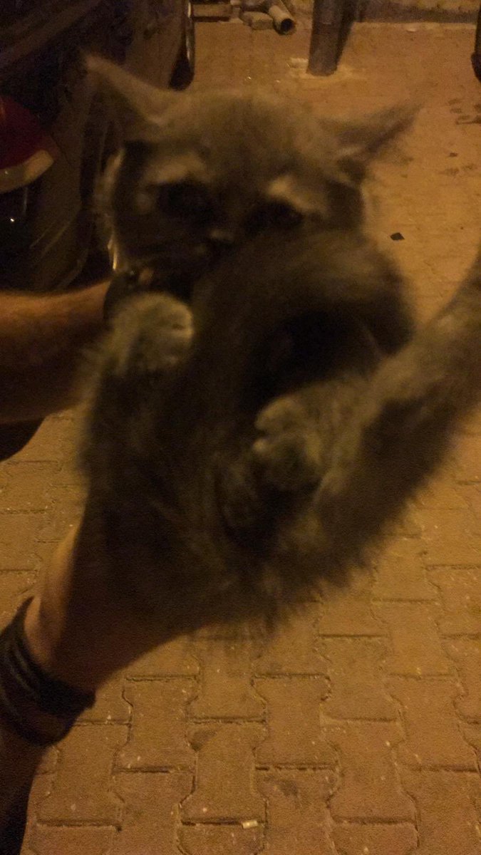 Aserkanalc's tweet image. Bu minik dostumuza yuva arıyoruz. Aynı gece iki kez sokağa atılmış ve korkmuş bir durumda. İlgilenenler bana ulaşabilir

Daha hızlı yuva bulmak adına paylaşırsanız sevinirim✌🏻

#kedi #Yuva