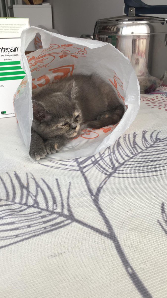 Aserkanalc's tweet image. Bu minik dostumuza yuva arıyoruz. Aynı gece iki kez sokağa atılmış ve korkmuş bir durumda. İlgilenenler bana ulaşabilir

Daha hızlı yuva bulmak adına paylaşırsanız sevinirim✌🏻

#kedi #Yuva