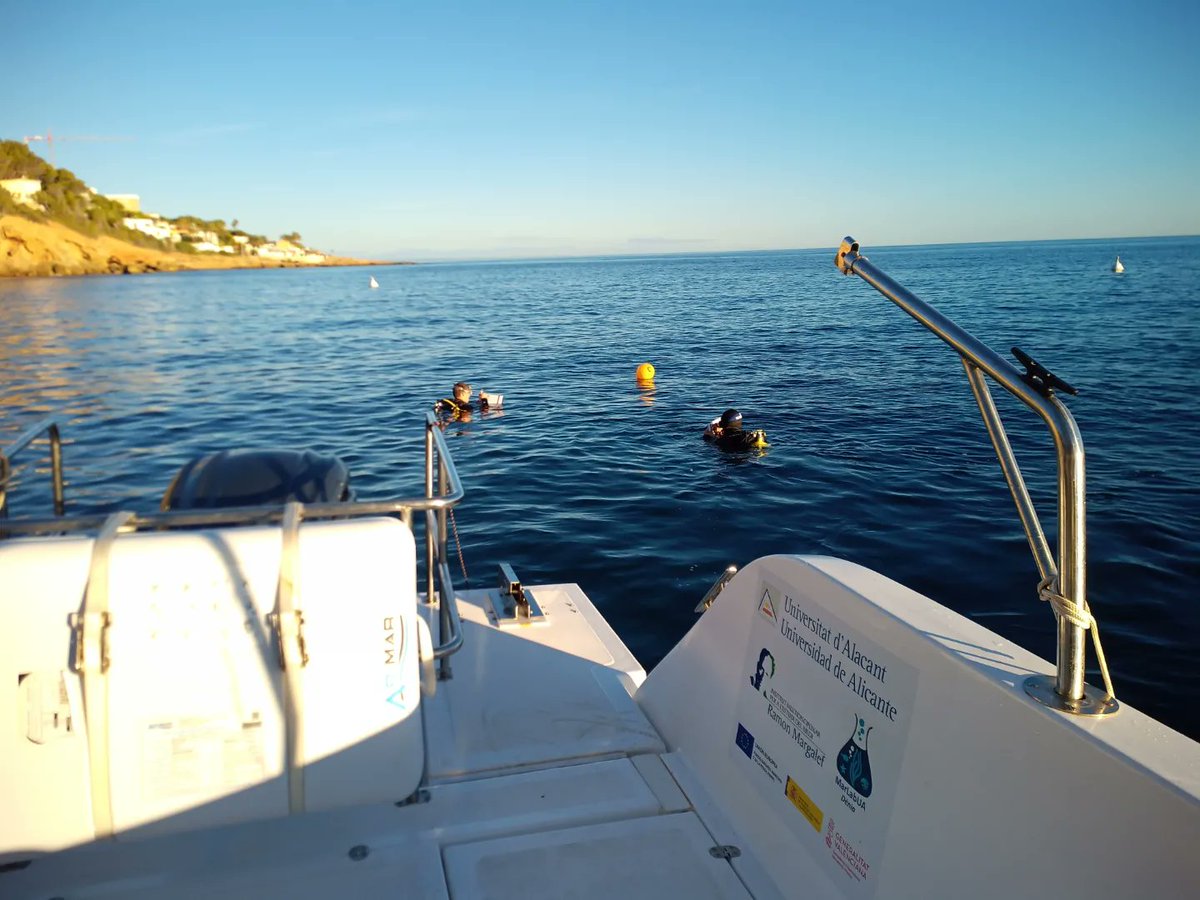 MarLabUADenia's tweet photo. Después de los #delfines, seguimos con el #censopeces del proyecto #ObsermarCV  de la convocatoria #Thinikazul en los fondos de #Dénia y #Jávea.

@ua_universidad @ciencias_ua #pesca #AMP #reservamarina https://t.co/dc4rHnLHNd