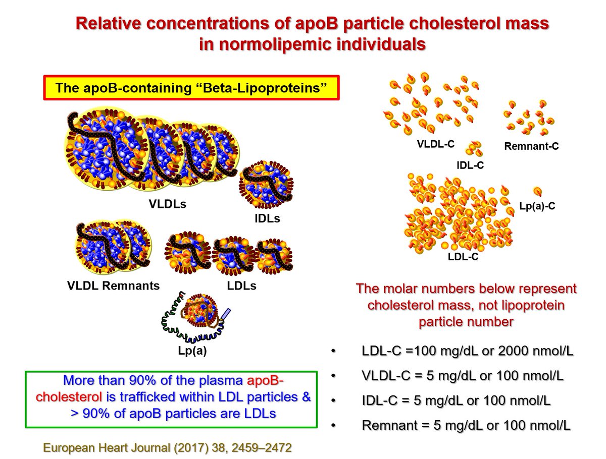 A little apoB education - in case you were wondering exactly which apoB particles are carrying the vast mass of cholesterol molecules in plasma. Also remember that apoB-cholesterol is a more accurate, scientific term than is Non-HDL-cholesterol. <a href="/nationallipid/">National Lipid Association</a> <a href="/society_eas/">European Atherosclerosis Society</a>