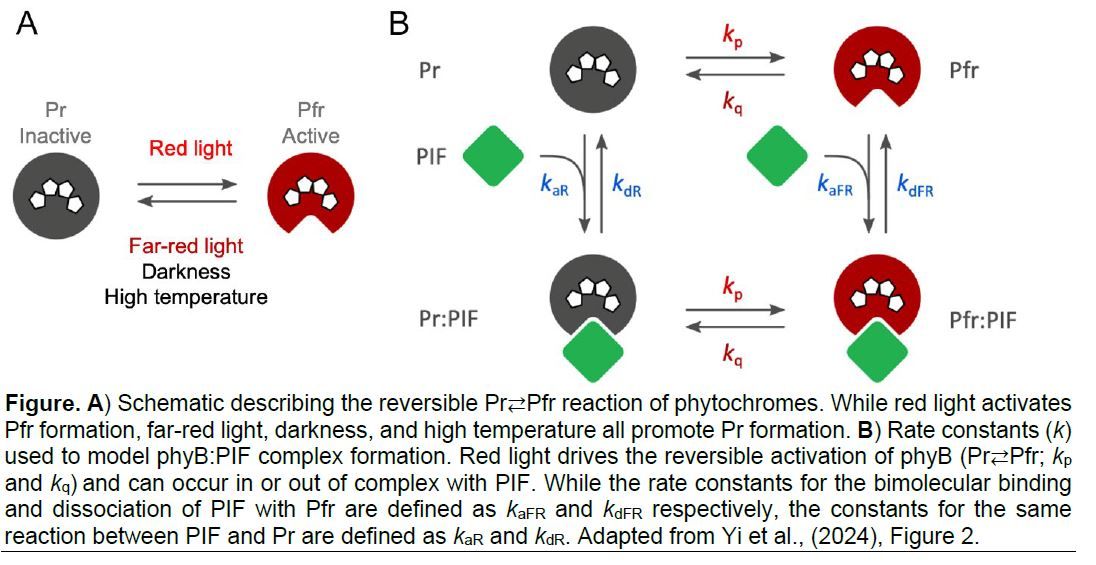 The Plant Cell (@theplantcell) on Twitter photo IN BRIEF: Seeing red: Light and temperature-dependent complex formation reveal new insights into phytochrome activity (Rory Osborne) buff.ly/4gCYrDL <a href="/chengwei_yi/">Chengwei Yi</a> <a href="/ROsborne_93/">Rory Osborne</a> <a href="/ASPB/">ASPB</a> #PlantSci IN BRIEF: Seeing red: Light and temperature-dependent complex formation reveal new insights into phytochrome activity (Rory Osborne) buff.ly/4gCYrDL <a href="/chengwei_yi/">Chengwei Yi</a> <a href="/ROsborne_93/">Rory Osborne</a> <a href="/ASPB/">ASPB</a> #PlantSci