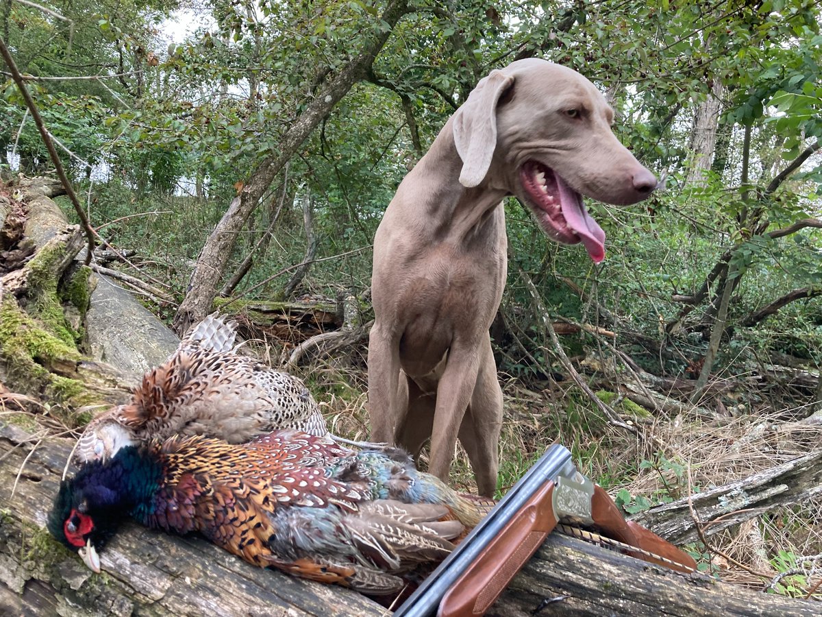 BONNIN1402's tweet image. J'ai bien envie @ChassePartage  @Langlai73410097 de cuisiner ce duo de faisan façon Gaston Gérard pour mes loustics?
Comté du Jura
Moutarde de Dijon
Vin blanc de Chablis
Seul le poivre ne sera pas local!

#Locavore ascendant épicurien
si la Weim est d'accord @Christo31450117 !