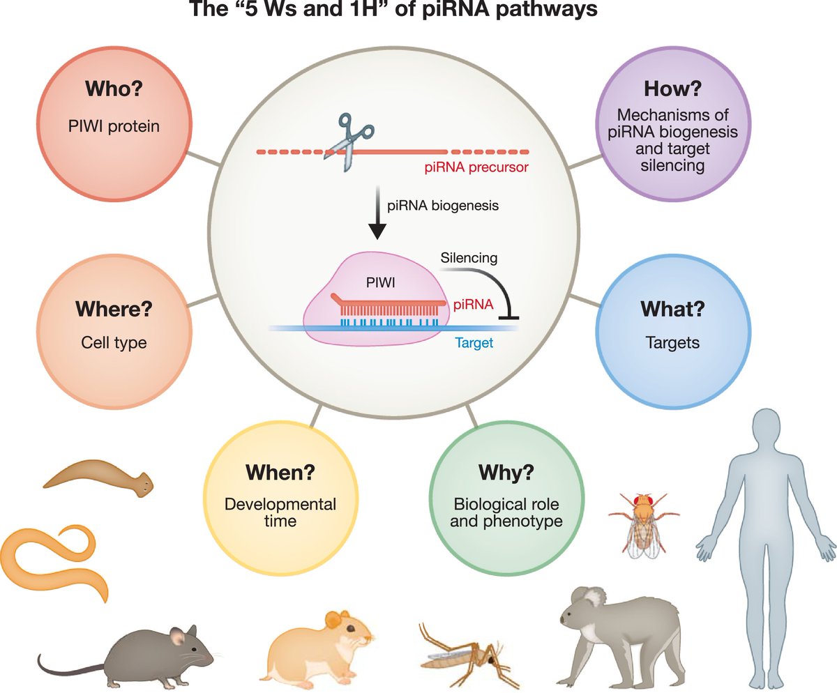 We hope you will enjoy our collaborative commentary on piRNAs and feel the same excitement that we had in putting it together: doi.org/10.1038/s44318…