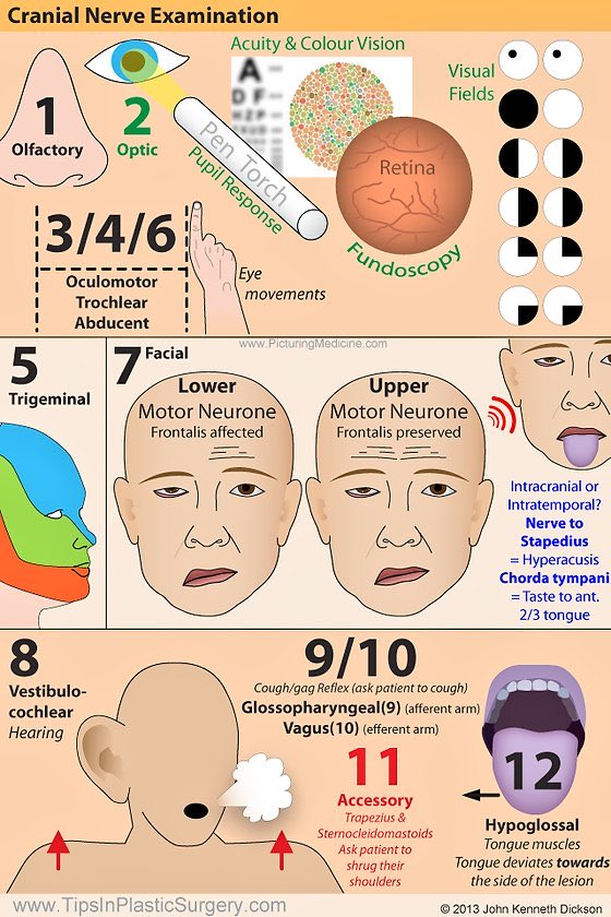 Cranial nerve examination
