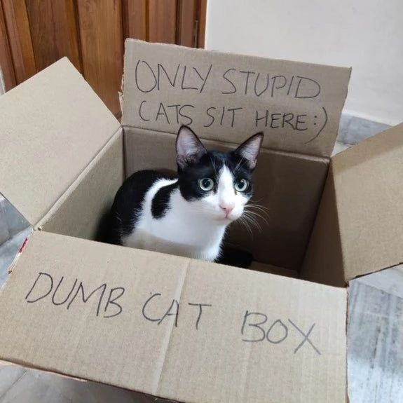 PunchingCat's tweet photo. https://t.co/D16gCsbwZ2
