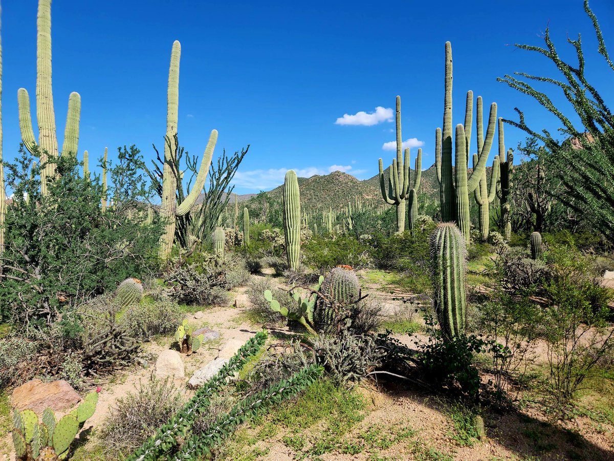 Just wanted to share the news that I’ve just started my own lab at the University of Arizona in beautiful Tucson. We’ll be studying protein function, divergence, and mutation effects across life using language models!