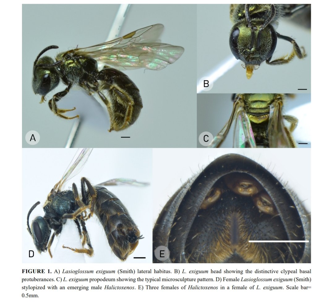 Dinagapostemon (Quintos) 🐝 tweet media