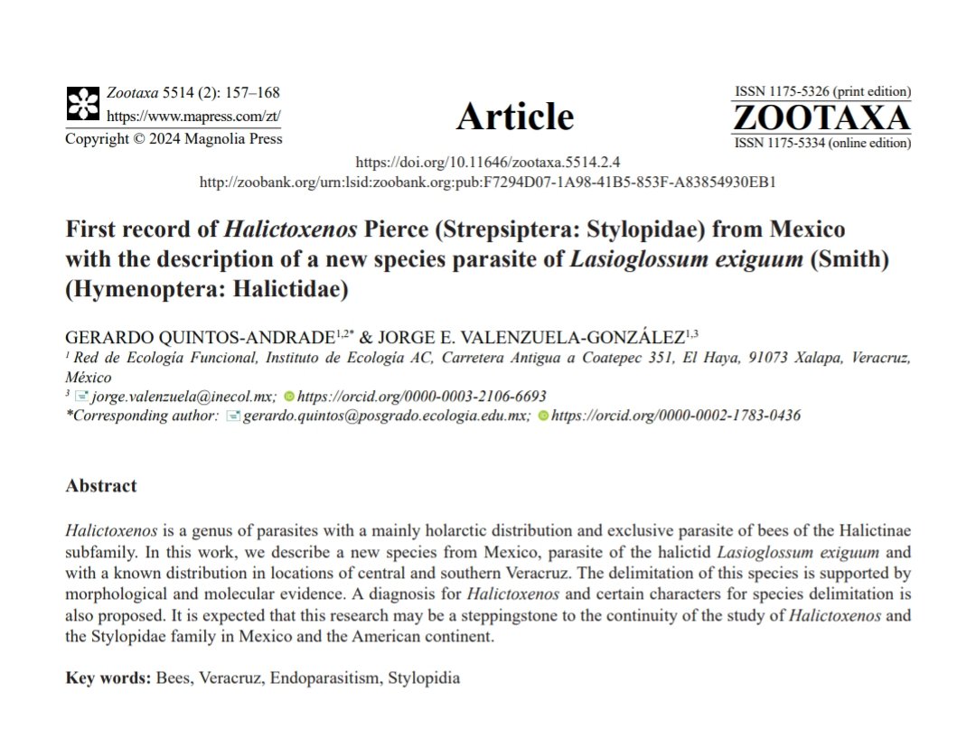 Dinagapostemon (Quintos) 🐝 tweet media