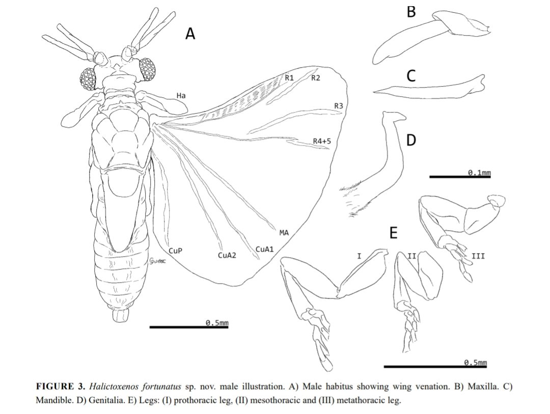 Dinagapostemon (Quintos) 🐝 tweet media