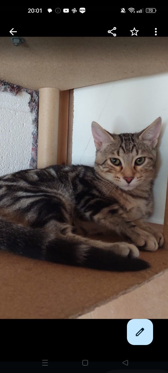 OpenEye95053629's tweet photo. Estos dos hermanos esperan su adopción definitiva, necesitan ya un hogar, una familia 
Dulces y juguetones, dos mejor que uno!! #Balaguer #Lleida
Pueden viajar 🚘 
#Adopcion Coste 0 
☎️ 646 98 73 53 https://t.co/7GP5TVsQve
