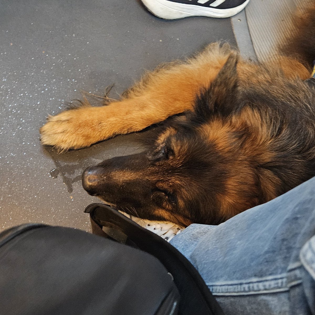 I might've gotten a little too excited when I was on a bus, and this dog got on and used my shoe as a pillow