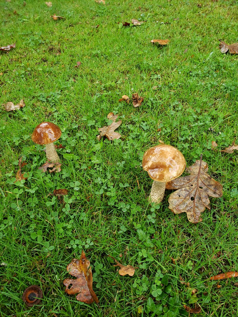 Craig Orr tweet media