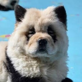 KiiDBullish's tweet photo. @pattyice couldnt be more black and white
$panda
#dogfolio https://t.co/czpT2vPuHr