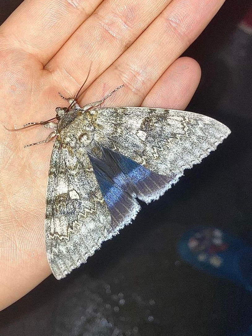 A pic of the 'big blue' on its release this evening, taken by my daughter. It flew straight up in the air, up and up, until we lost sight of it.

Nice to see one in such good condition. Only 2nd record here in the Llandaff North garden, and 1st since 2020.

#MothsMatter