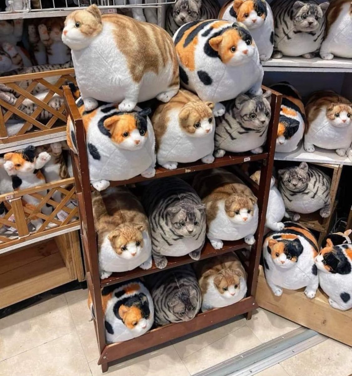 PunchingCat's tweet image. fat cat store would solve all my problems