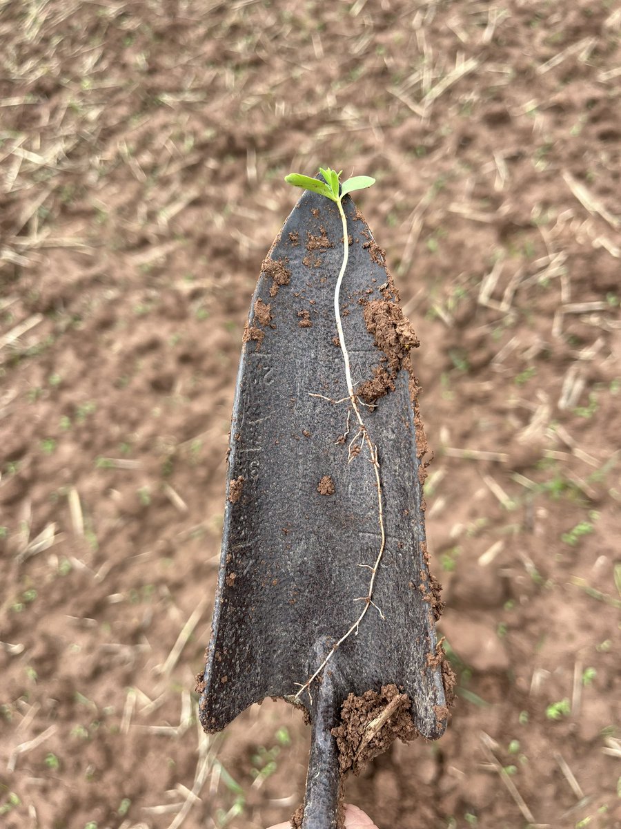 TomJOates's tweet photo. Winter Linseed emerging in red soils of Herefordshire, with impressive root length, https://t.co/0SV9rCMMGm