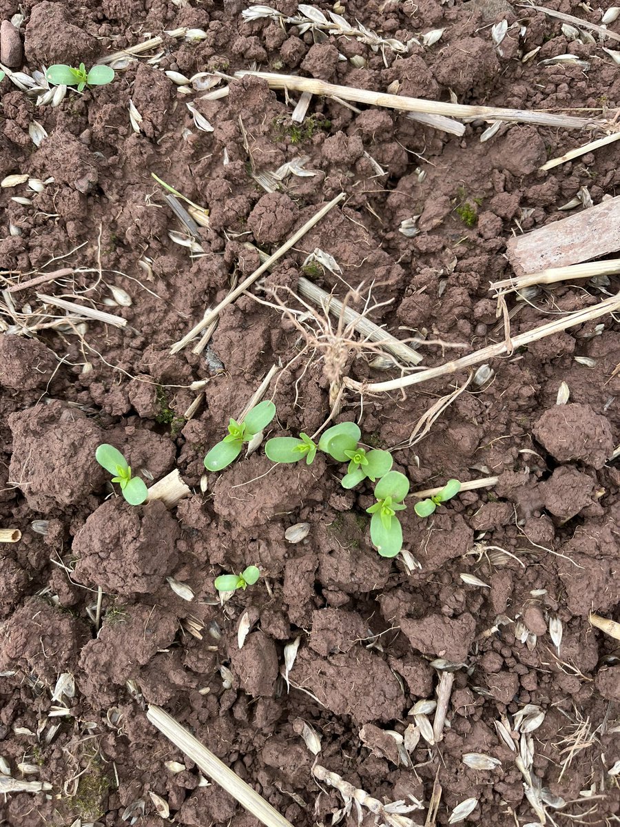TomJOates's tweet photo. Winter Linseed emerging in red soils of Herefordshire, with impressive root length, https://t.co/0SV9rCMMGm