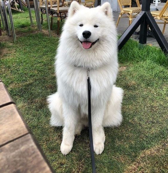 dogs so cute that could save the world (@dogssaveworld) on Twitter photo 