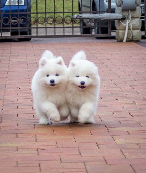 dogs so cute that could save the world (@dogssaveworld) on Twitter photo 