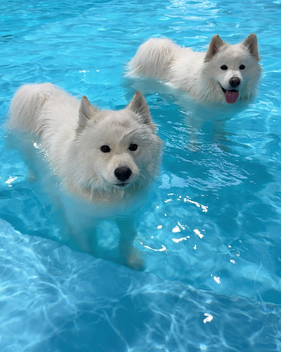 dogs so cute that could save the world (@dogssaveworld) on Twitter photo 