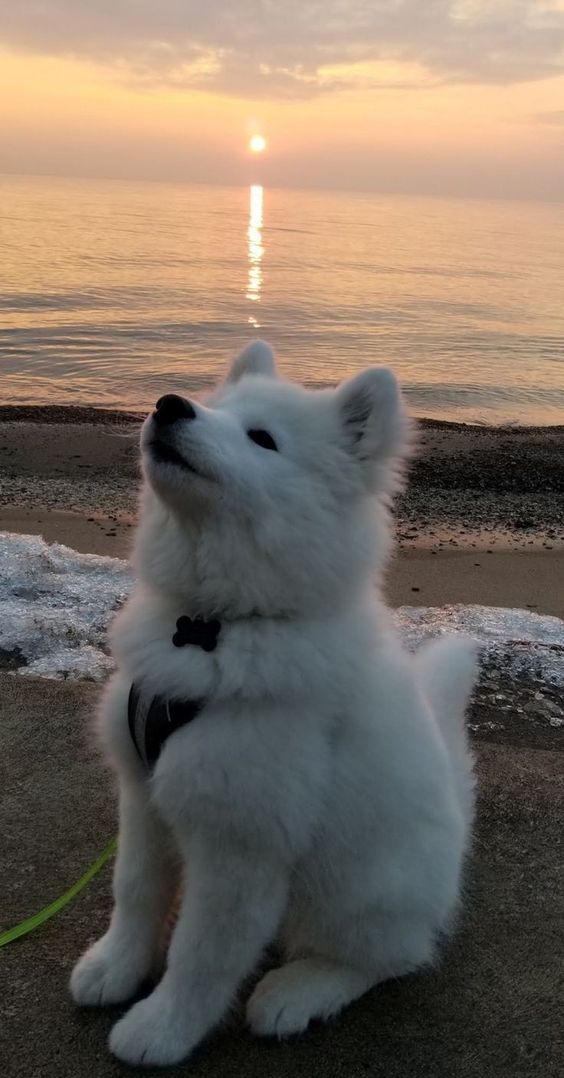 dogs so cute that could save the world (@dogssaveworld) on Twitter photo 