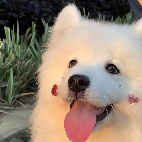 dogs so cute that could save the world (@dogssaveworld) on Twitter photo 