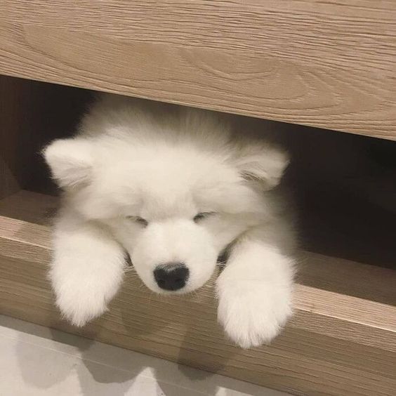 dogs so cute that could save the world (@dogssaveworld) on Twitter photo 
