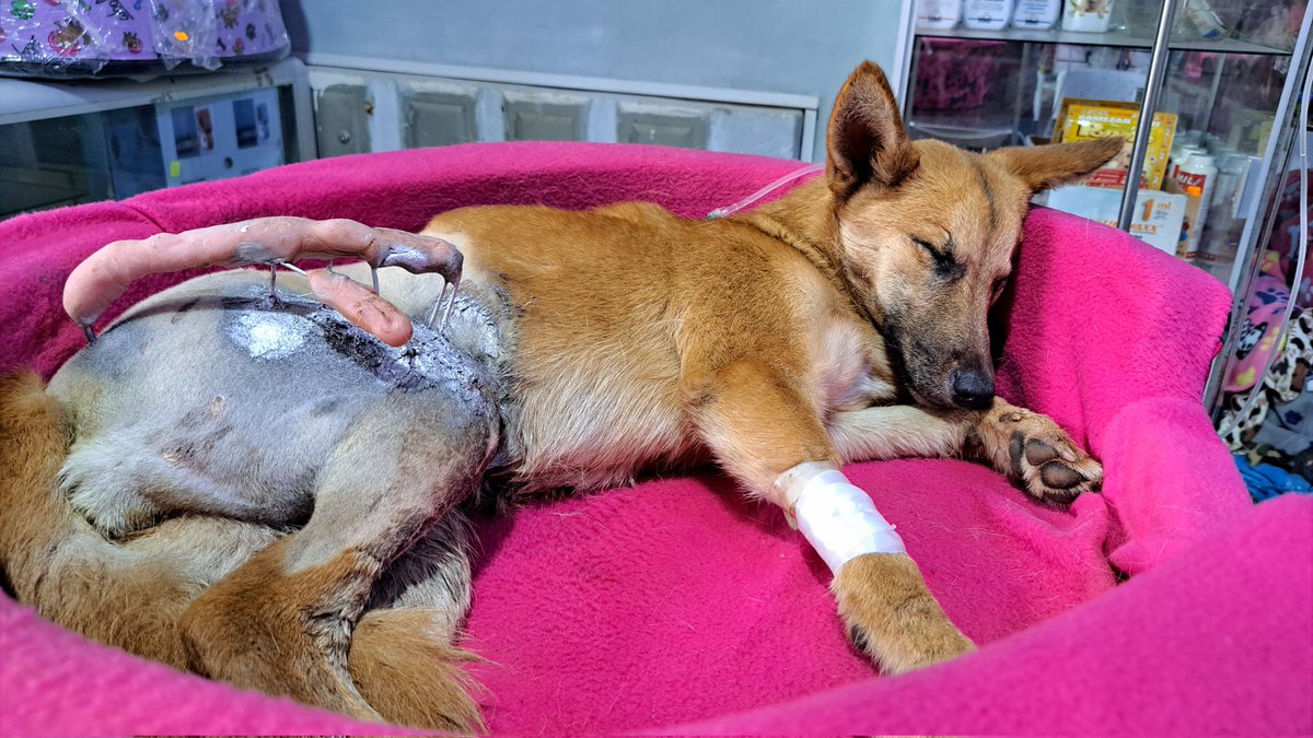 PATAS REFUGIO tweet media