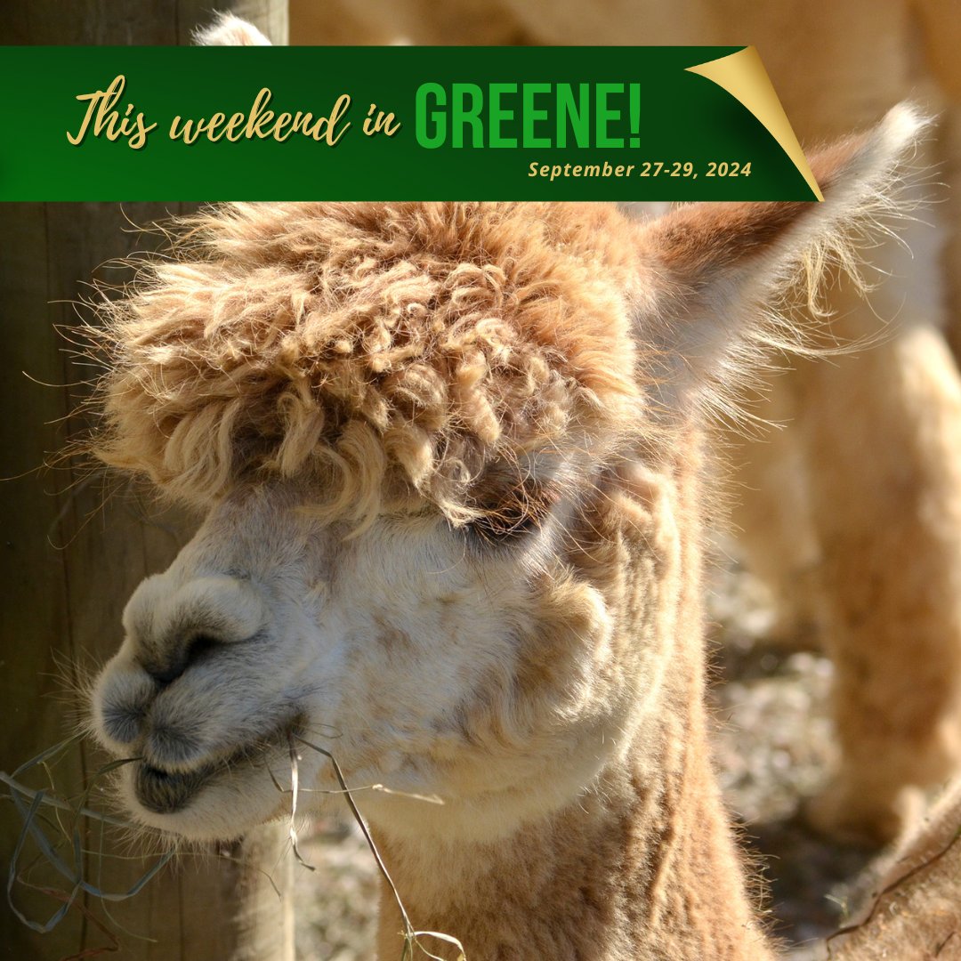 Happening this weekend in Greene County, PA! #VisitGreene

Sept 27-29, 2024
🍁 National Alpaca Farm Days
🍇 Farm to Fork Greene County
🐴 Save A Horse Open House Fundraiser
🎭 Stand Up Comedy Night
🔮 Cosmic Bingo
🥾 Warrior Trail Work Hike

🔗 visitgreene.org/events/