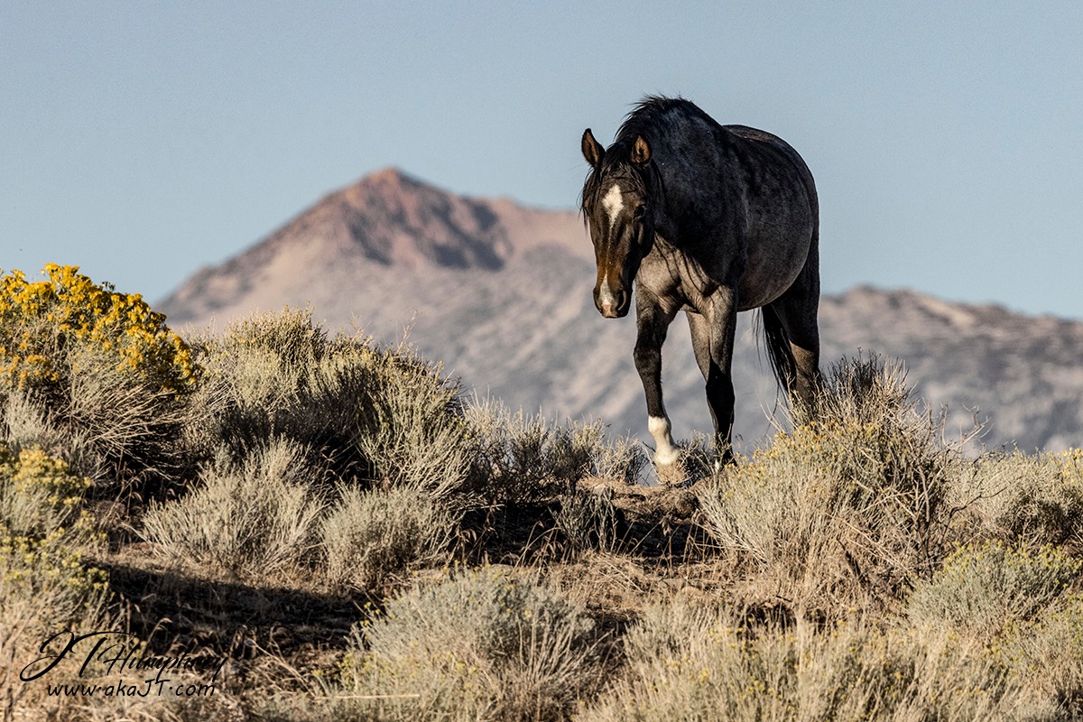 Terri_Farley's tweet photo. Wild beauty coming over the ridgetop: her name is Guinevere and she is indeed a queen of the sagebrush seas -- #PhantomStallion country @JTHumphreys_ image #wildhorses #horses #Nevada #horselovers #horsestories https://t.co/i5KpE3eHTs