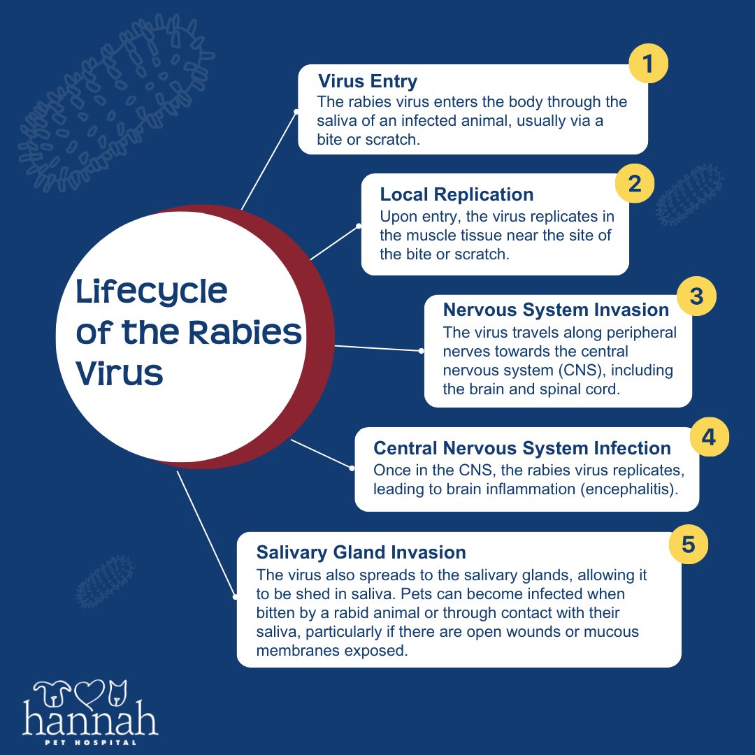 HannahSociety's tweet photo. Knowledge is protection! Understand how rabies spreads from infected animals to Pets. Prevent transmission by ensuring Pets are vaccinated and avoiding contact with wildlife. 📚🐾 #RabiesPrevention #WorldRabiesDay https://t.co/HX5GPejE1k