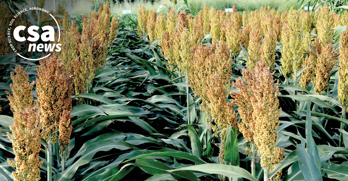 ASA_CSSA_SSSA's tweet image. 🌾 Identifying the key components of fertilizer management is crucial. Kansas State University researchers offer results and outcomes on N fertilizer use for corn and sorghum. Details: ow.ly/FYey50TtPUl
 #FertilizerManagement #NitrigenUse #SorghumCrops #AgResearch
