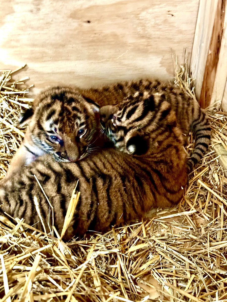 Wildcat 91.9 (@wildcat919fm) on Twitter photo Sunset Zoo has announced the birth of its first-ever Malayan tiger cubs, marking a significant milestone in its conservation initiatives.
Hear about the team behind the conservation efforts <a href="/sunsetzoo/">Sunset Zoo</a> and see the first video of the tiger cubs on our website! Sunset Zoo has announced the birth of its first-ever Malayan tiger cubs, marking a significant milestone in its conservation initiatives.
Hear about the team behind the conservation efforts <a href="/sunsetzoo/">Sunset Zoo</a> and see the first video of the tiger cubs on our website!