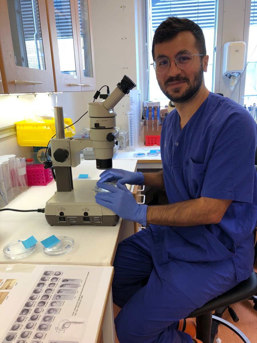 Today we were teaching PhD students at Gothenburg University how to work with zebrafish as a model system. Newest group member PhD student Mohammad Bamfarahnak showed the uniqueness of these fantastic animals. #zebrafish #lifescience #education #AnimalWelfare