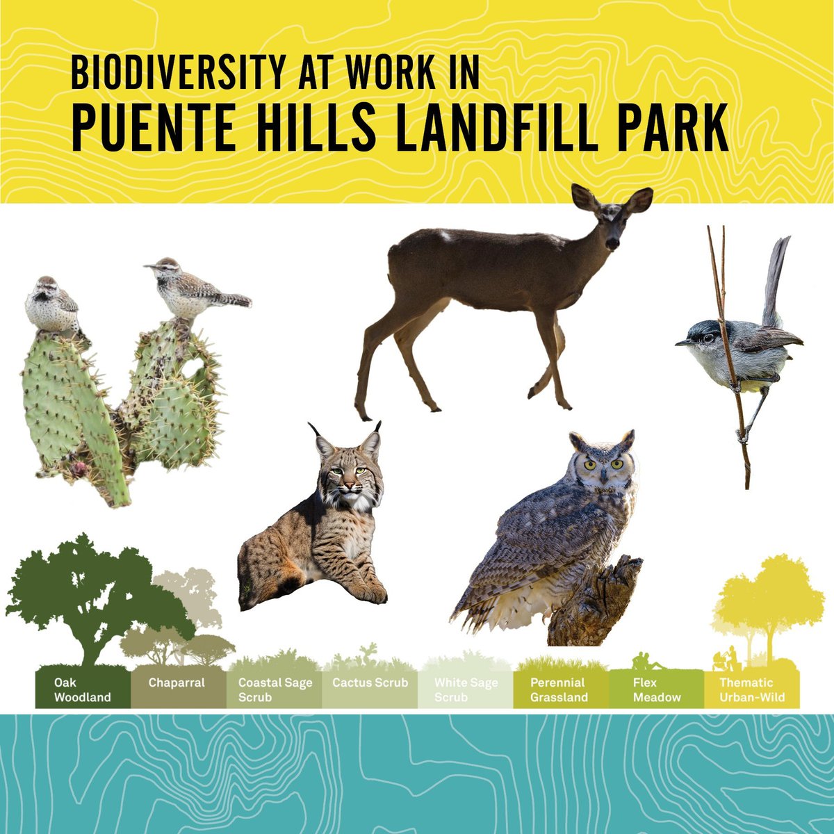 A major priority of the Puente Hills Landfill Park plan is increasing biodiversity in the region.

Plant and animal biodiversity is integral to maintaining healthy ecosystems and preventing fallout from weather-related events like flooding and drought.

#PHLP #LACountyParks