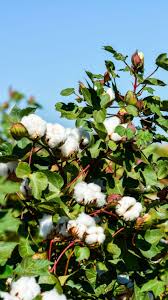 Nagpur_Vidarbha's tweet image. #Akola #Vidarbha #TextileHub #Cotton #Industry 

The High Density Plantation System (HDPS) Cotton Project will cover 50 Thousand Hectares in Akola.The Akola model will be replicated in three Cotton Regions of the Country – North,South and Central.

timesofindia.indiatimes.com/city/nagpur/hd…