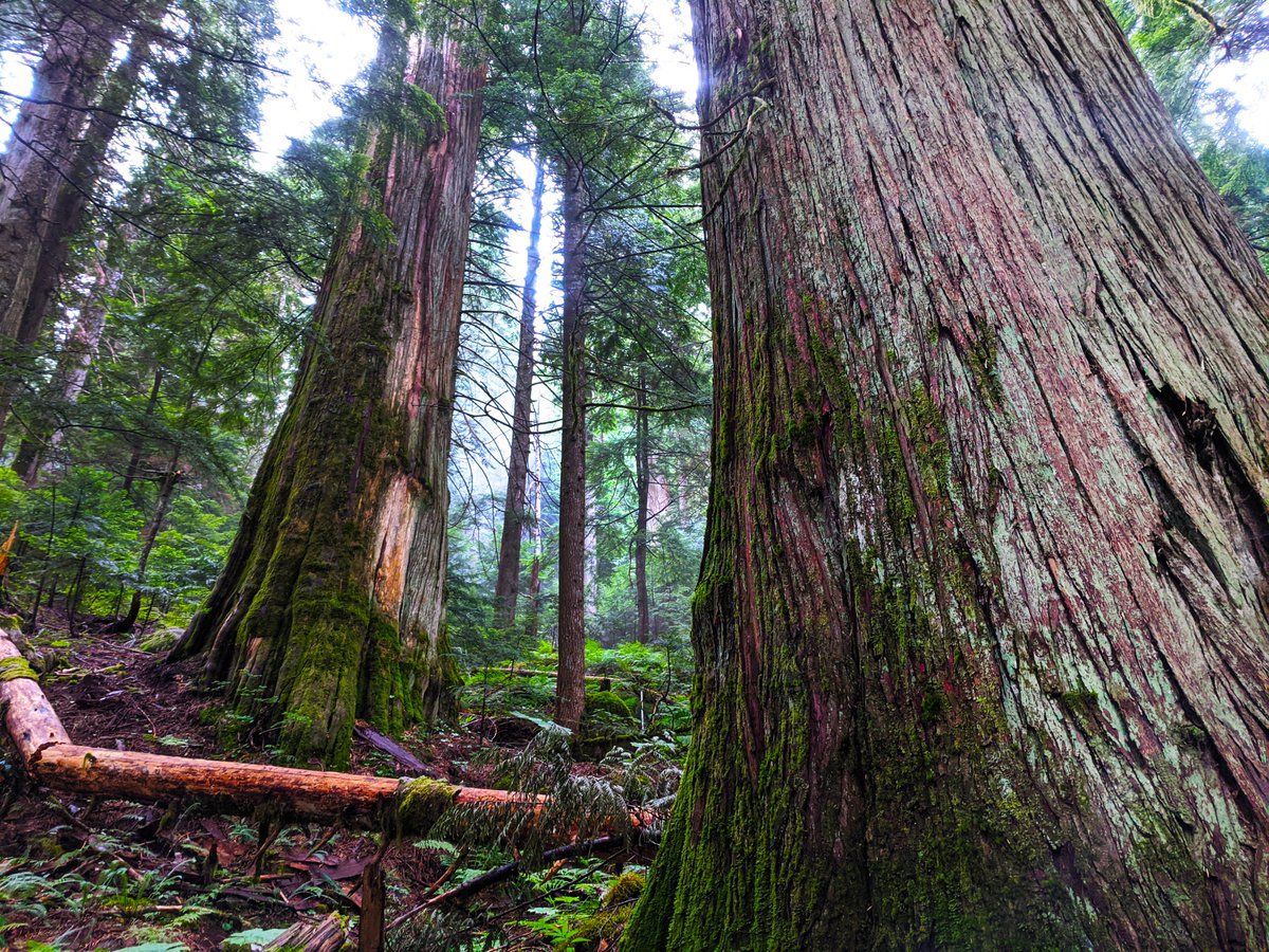 SeanMichaletz's tweet image. Looking for a postdoc in #Ecosphysiology, #ThermalEcology, #ForestEcology, and/or #GlobalChange? Let&apos;s apply for a #Killam Postdoctoral Fellowship to work with my group at @UBC in beautiful #Vancouver! Proposals are due Oct 21 - get in touch if interested! shorturl.at/KfHEz