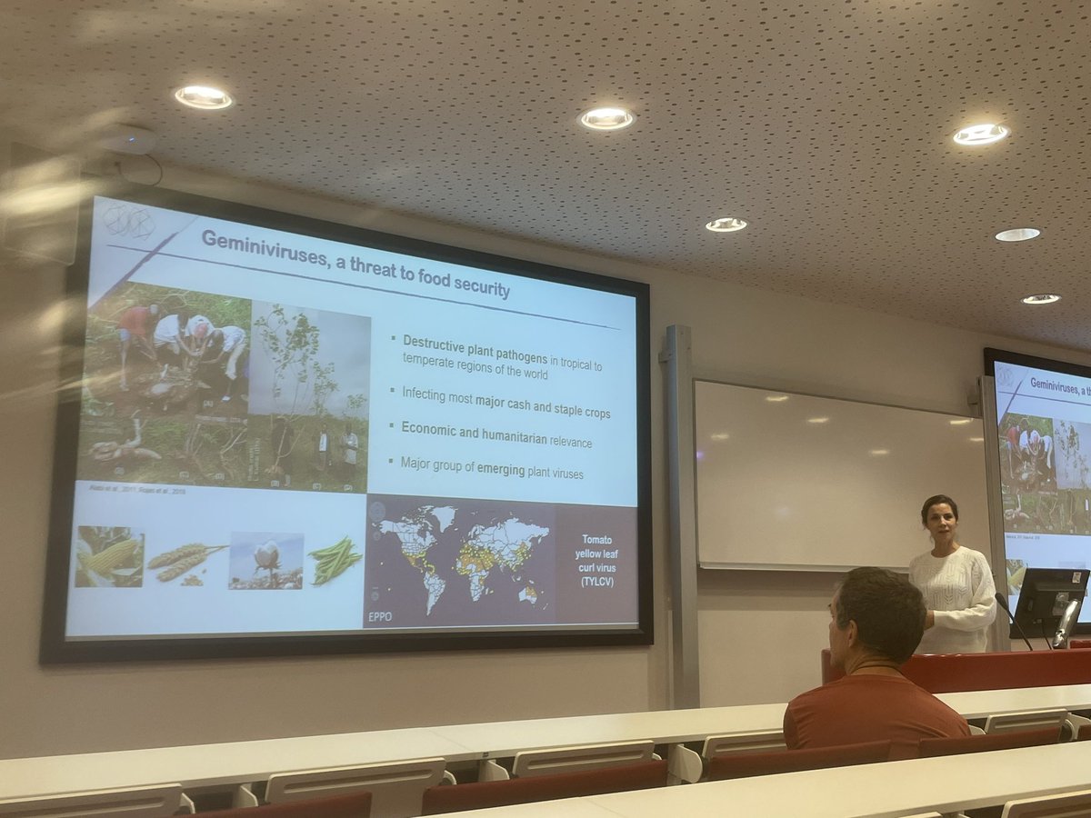 Pingtao Ding (he/him) (@sardineboy_ding) on Twitter photo <a href="/dinglab_plants/">DingLab</a> <a href="/PlantStressBiol/">Plant Stress Biology Leiden</a> <a href="/LeidenBiology/">LeidenBiology</a> <a href="/GeminiTeamLab/">GeminiTeamLab</a> <a href="/uni_tue/">Universität Tübingen</a> We had a wonderful seminar today <a href="/LeidenBiology/">LeidenBiology</a> given by <a href="/GeminiTeamLab/">GeminiTeamLab</a> Prof Rosa Lozano-Duran from <a href="/ZMBP_Tuebingen/">ZMBP</a> how viruses infecting plants with their tiny bit powerful genomes
Thanks for sharing so many unpublished data and exciting science with us <a href="/dinglab_plants/">DingLab</a> <a href="/PlantStressBiol/">Plant Stress Biology Leiden</a> <a href="/LeidenBiology/">LeidenBiology</a> <a href="/GeminiTeamLab/">GeminiTeamLab</a> <a href="/uni_tue/">Universität Tübingen</a> We had a wonderful seminar today <a href="/LeidenBiology/">LeidenBiology</a> given by <a href="/GeminiTeamLab/">GeminiTeamLab</a> Prof Rosa Lozano-Duran from <a href="/ZMBP_Tuebingen/">ZMBP</a> how viruses infecting plants with their tiny bit powerful genomes
Thanks for sharing so many unpublished data and exciting science with us