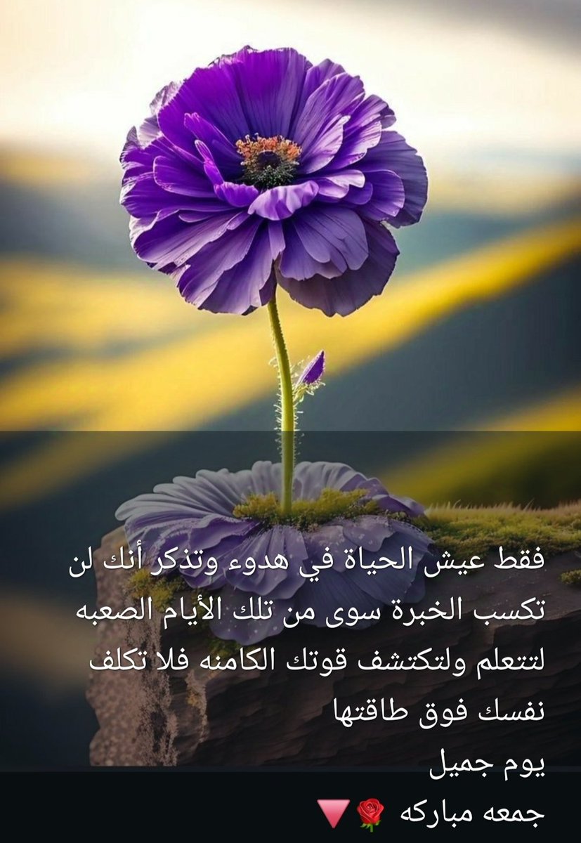 « قيس » tweet media